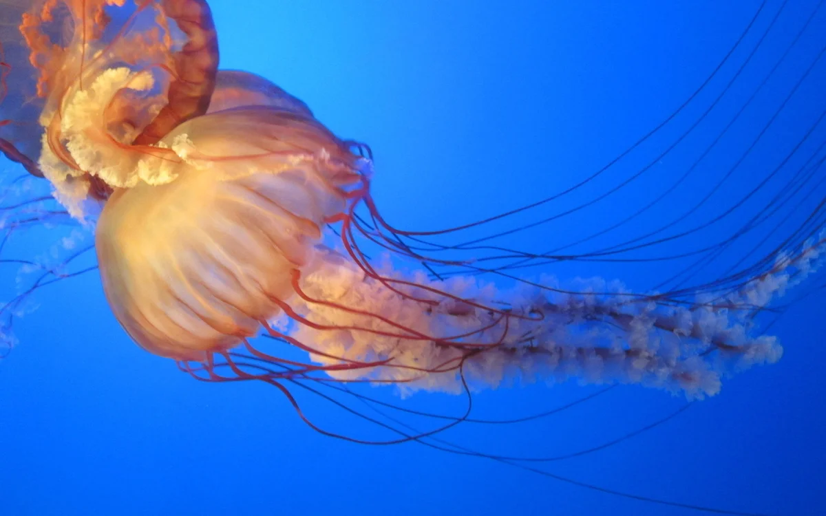 Загадочное царство Нептуна.jpeg