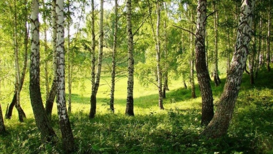 Омским лесхозам удалось убить 80 % непарного шелкопряда