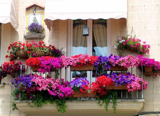 Россиян предупредили о штрафах за цветы на балконе