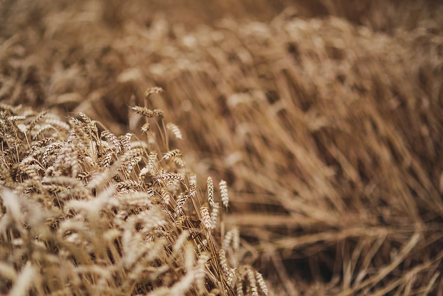summer-gold-golden-grain.jpg summer-gold-golden-grain.jpg