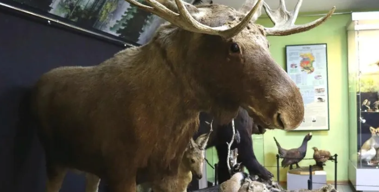 природа омского прииртышья новое.png