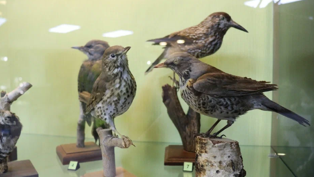 природа омского прииртышья.png