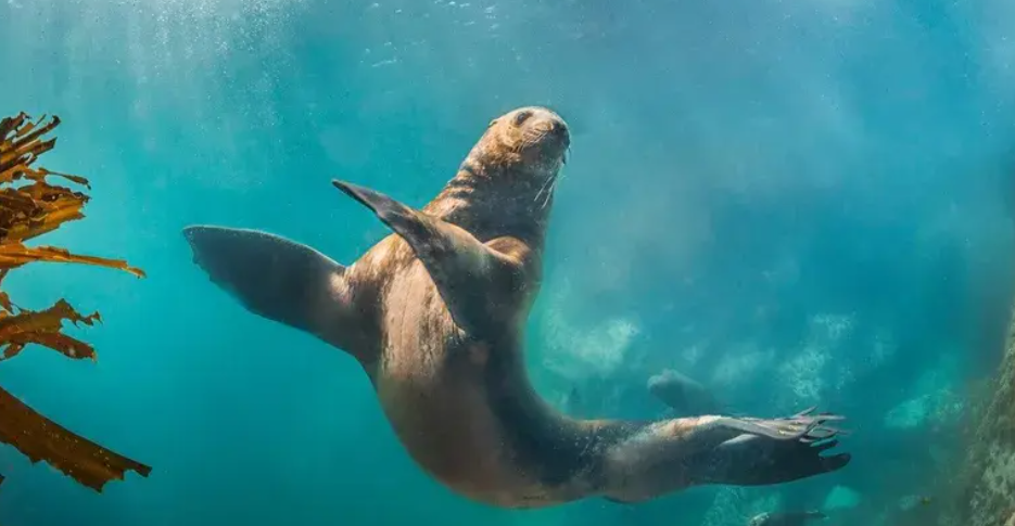 дикий подводный мир.png