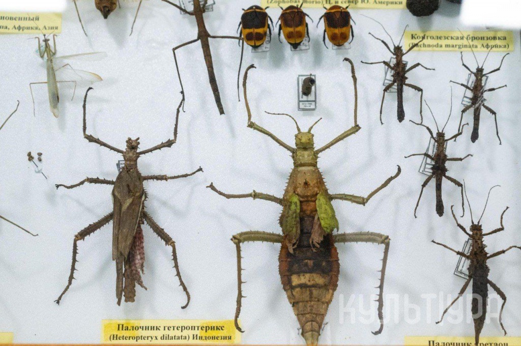 мал да удал 3.jpeg