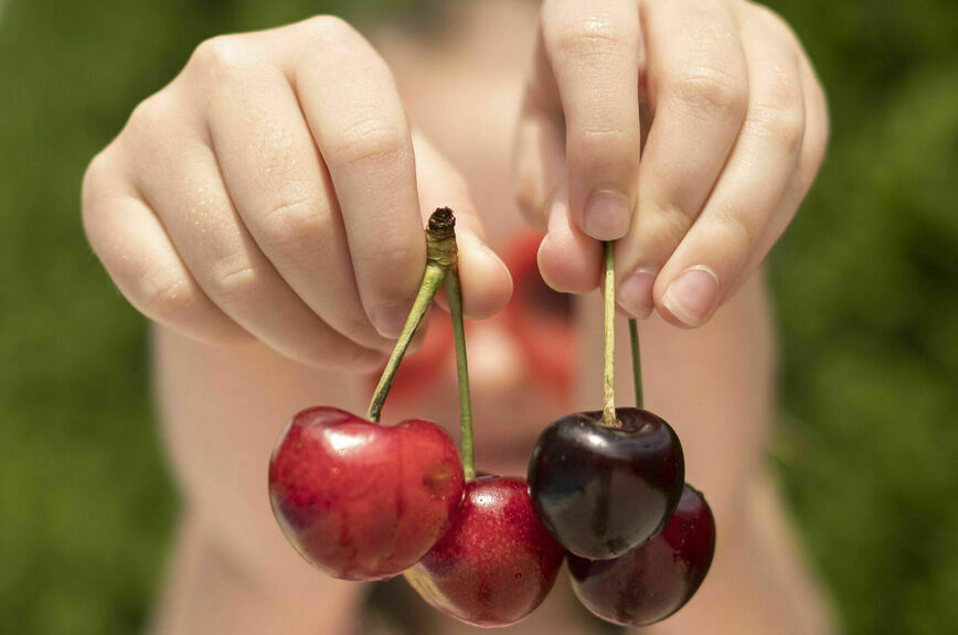 фрукты парламентская 2.jpg