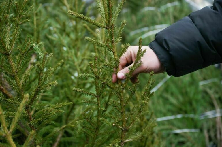 елка пар2.jpg