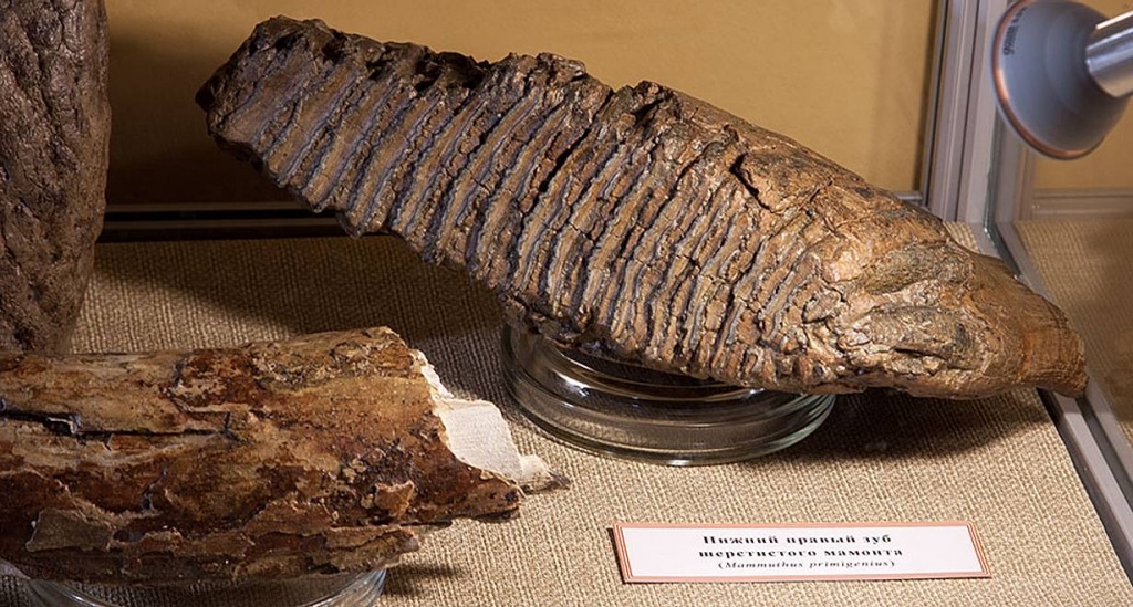 когда деревья — копия.jpg