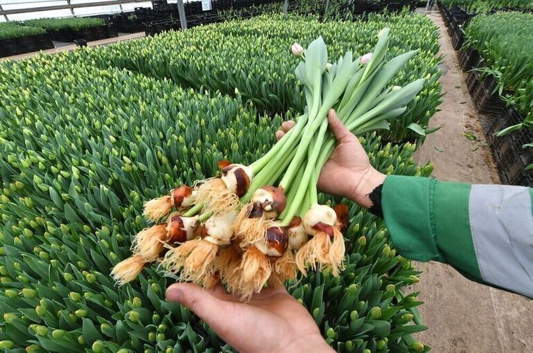 цветы пар 3.jpg