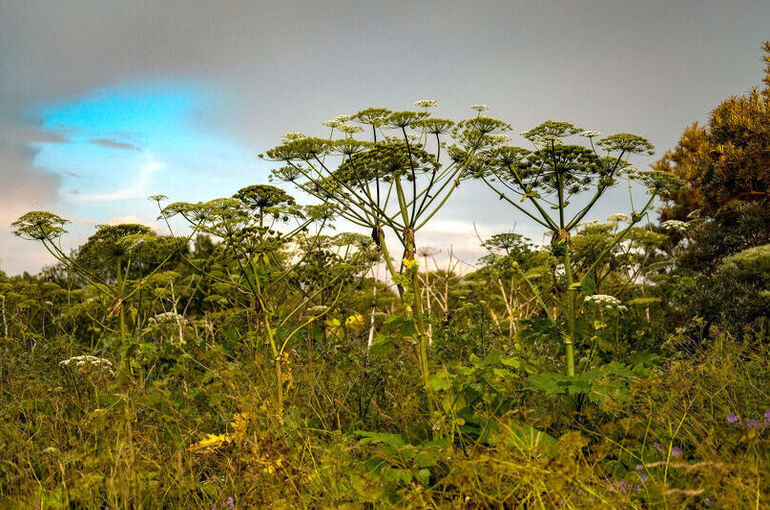 борщевик пар.jpg