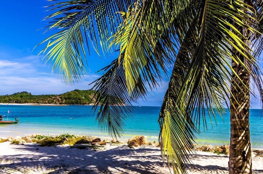 пальмы пар.jpg