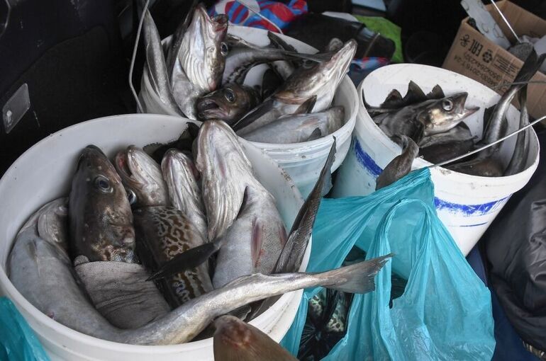 В России цены на минтай выросли в полтора-два раза