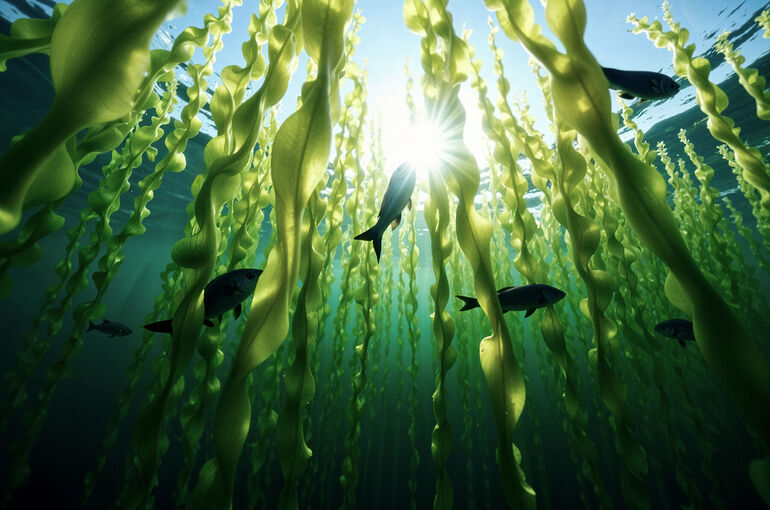 В Омской области на месяц запретили ловить рыбу