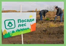 Омичей приглашают высаживать лес