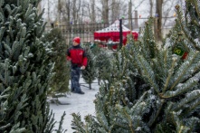 В Омске начинают работать елочные базары