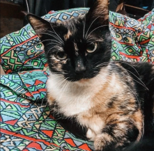 Удобство временной передержки для кошек