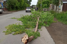 В Омске из-за сильного ветра начали массово падать деревья