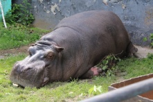 Бегемот Кениг с помпой отметил день рождения