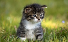 Омская полиция расследует жестокое видео, на котором запечатлено душение котенка