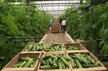 Огурцы и помидоры станут доступнее и дешевле