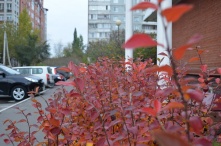 В Омске рабочая неделя начнется с дождя, грозы и ветра