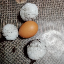 В соседнем Новосибирске град размером с куриное яйцо побил множество автомобилей