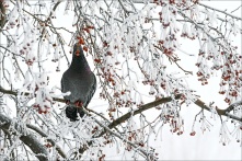 На Омск после мощных морозов обрушится аномальное потепление