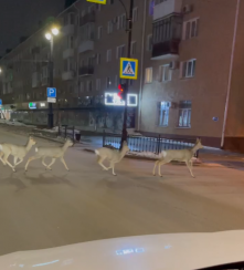 Косули прогулялись по улице Ленина