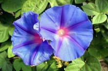 Привычные дачные цветы стали запрещенными