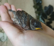 Омичка взяла под своё крыло недавно появившихся на свет воробьёв