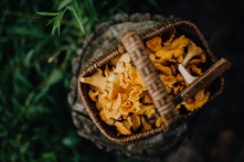 Омичей просят не собирать грибы и ягоды в лесах