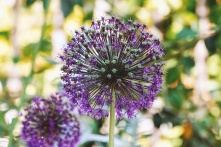 В Омске ожидается жара до +35 градусов