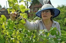 Какие налоги должны платить дачники