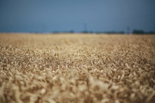 В Омской области продолжается уборочная кампания