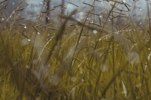 В Омской области  из-за сильных дождей погибло около 200 тыс. га посевов