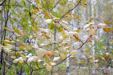 Омскую область накроет мощный снежный циклон