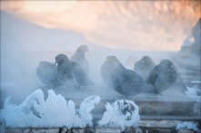 В Омск идут настоящие зимние морозы