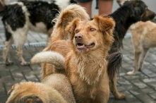 Российским догхантерам — бой: за призывы травить собак хотят штрафовать