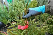 Как выбрать живую ёлку на Новый год: советы и рекомендации