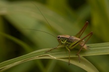 В Омскую область летом из-за теплой зимы может прийти саранча