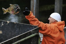 Вместо армии — в библиотекари и рыбоводы