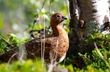 В Омской области весной разрешили отстрелить более тысячи глухарей