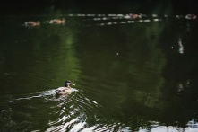 В Омской области начинает работать первая паромная переправа