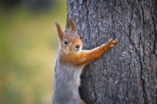 Омские парки откроют сезон 1 мая