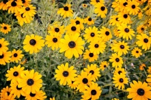 В Омске весна плавно переходит в лето