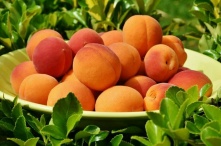 В России абрикосы и персики могут подорожать на 20 процентов из-за заморозков