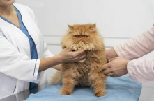 В России ветеринарные услуги за три года подорожали на 70 процентов