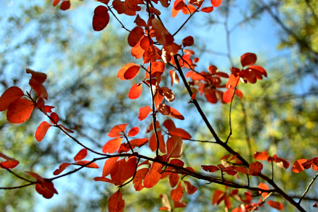 Осень в Омске: прогноз погоды на начало сентября
