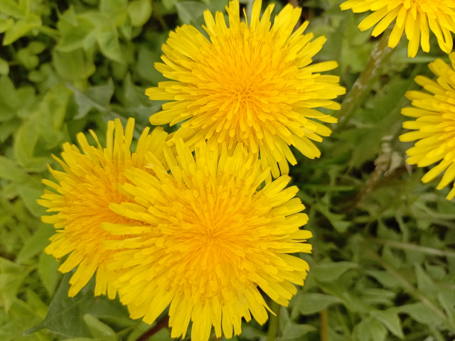 Одуванчики контролируют распространение семян