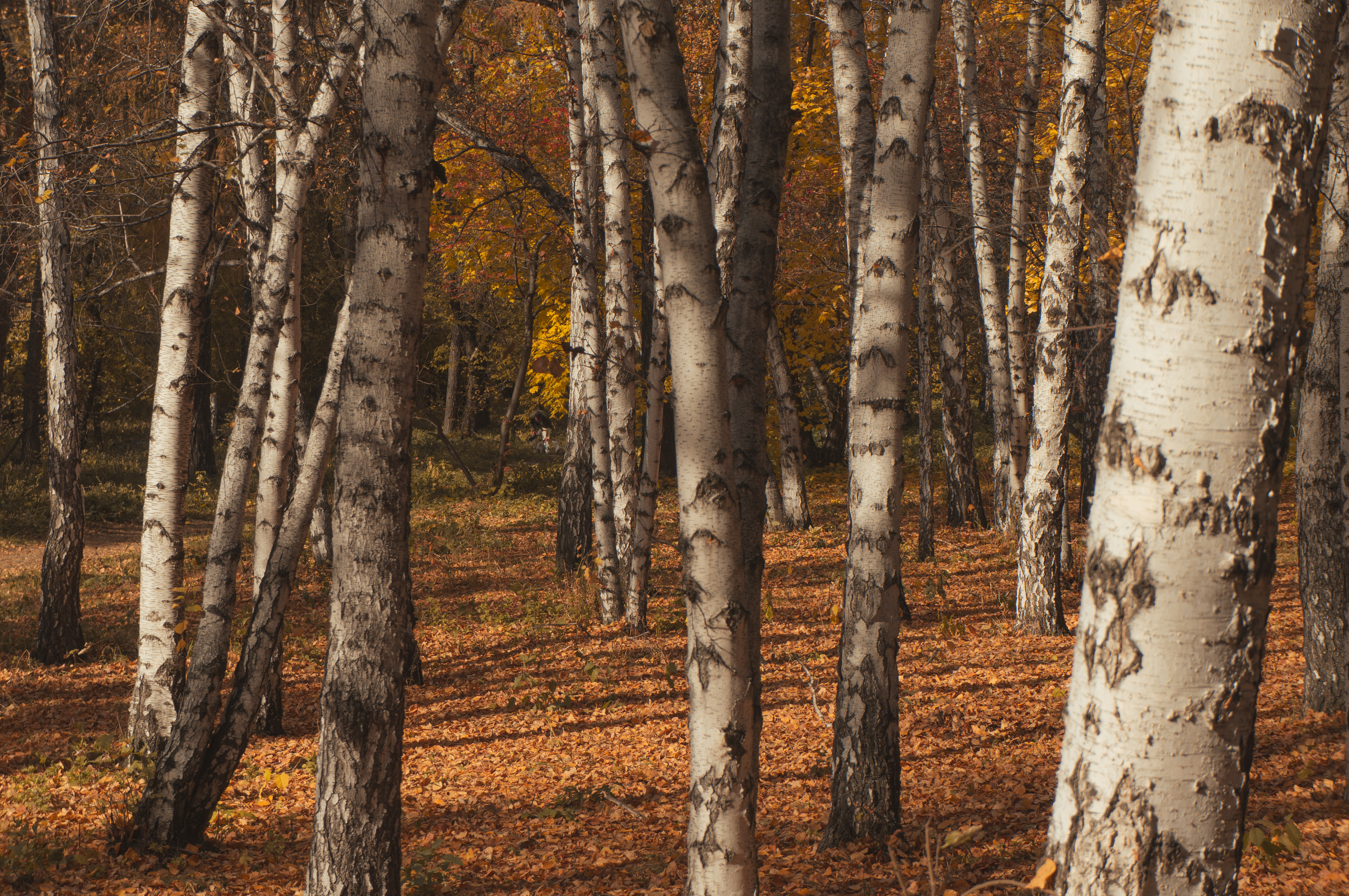 В Омске потеплеет до июньской температуры