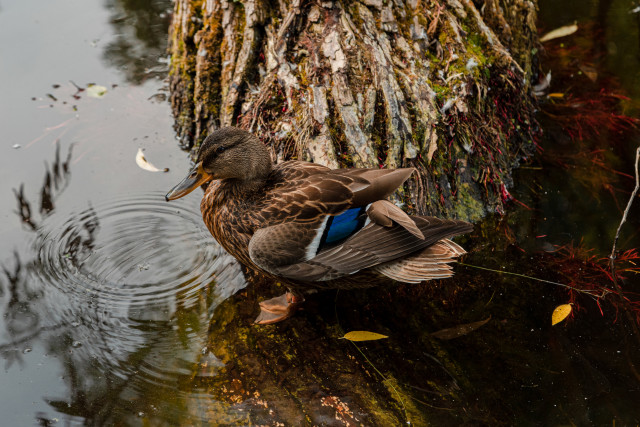 В Омской области идет массовый осенний перелёт птиц